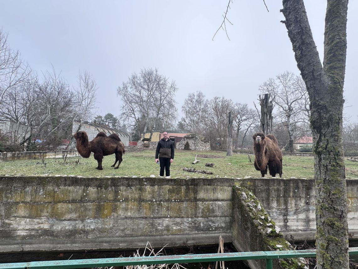 Dve dvogrbe kamile na travnatoj površini ispred zidanog objekta.