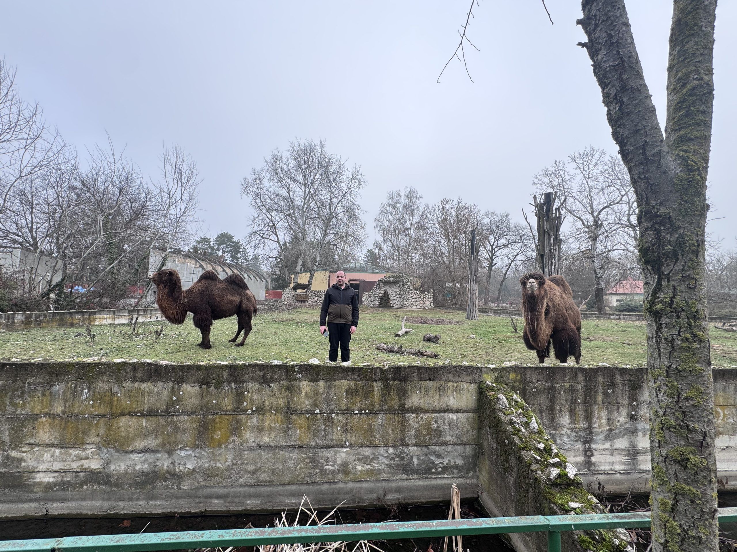 Dve dvogrbe kamile na travnatoj površini ispred zidanog objekta.