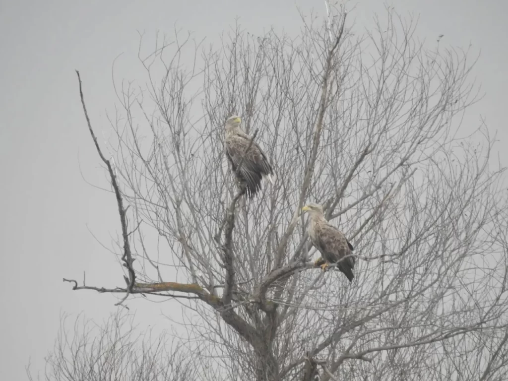 Marko Sciban belorepani
