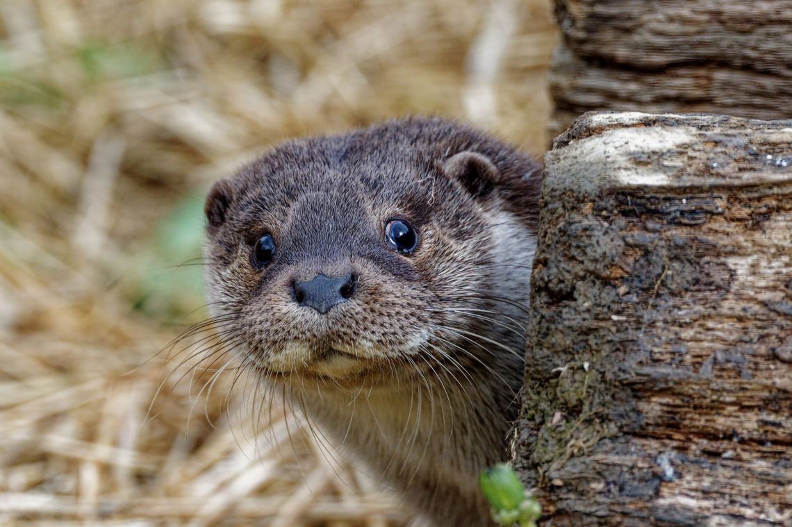 Glava vidre koja stidljivo proviruje iza starog drvenog panja.