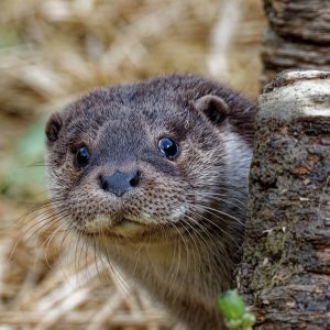 Glava vidre koja stidljivo proviruje iza starog drvenog panja.