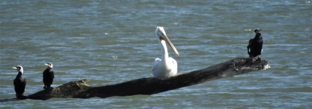 Dunav ima ključnu ulogu za opstanak kudravih nesita, ali nosi i opasnosti