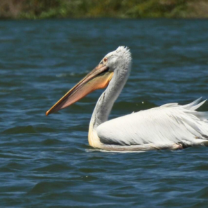 Kudrave nesite na Dunavu.