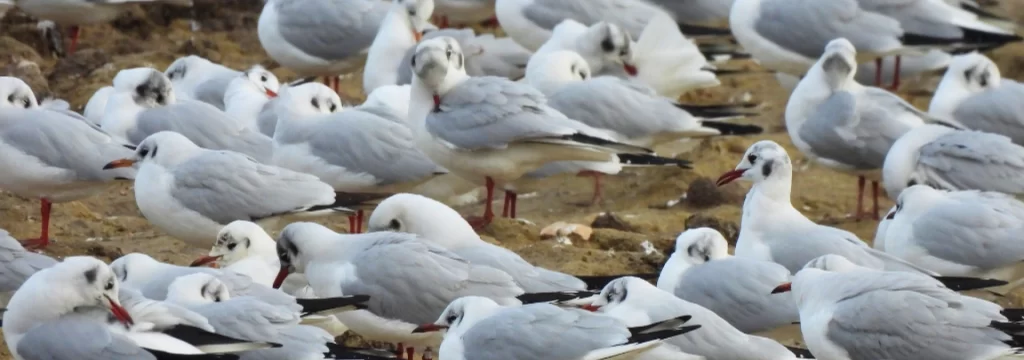 Zimski popis ptica 2026.