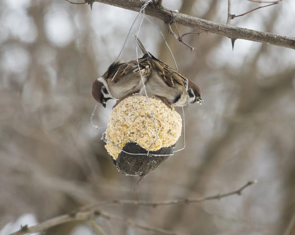 Pobednička fotografija Poljski vrapci, Dragica Simović