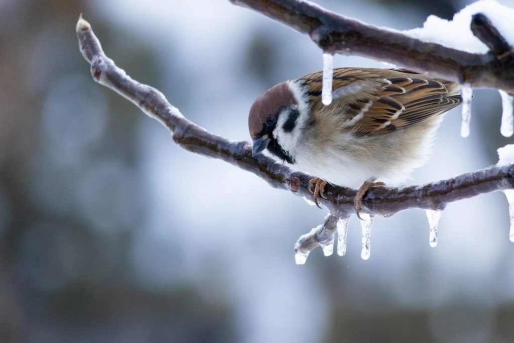 Poljski vrabac, Đurđe Đuković