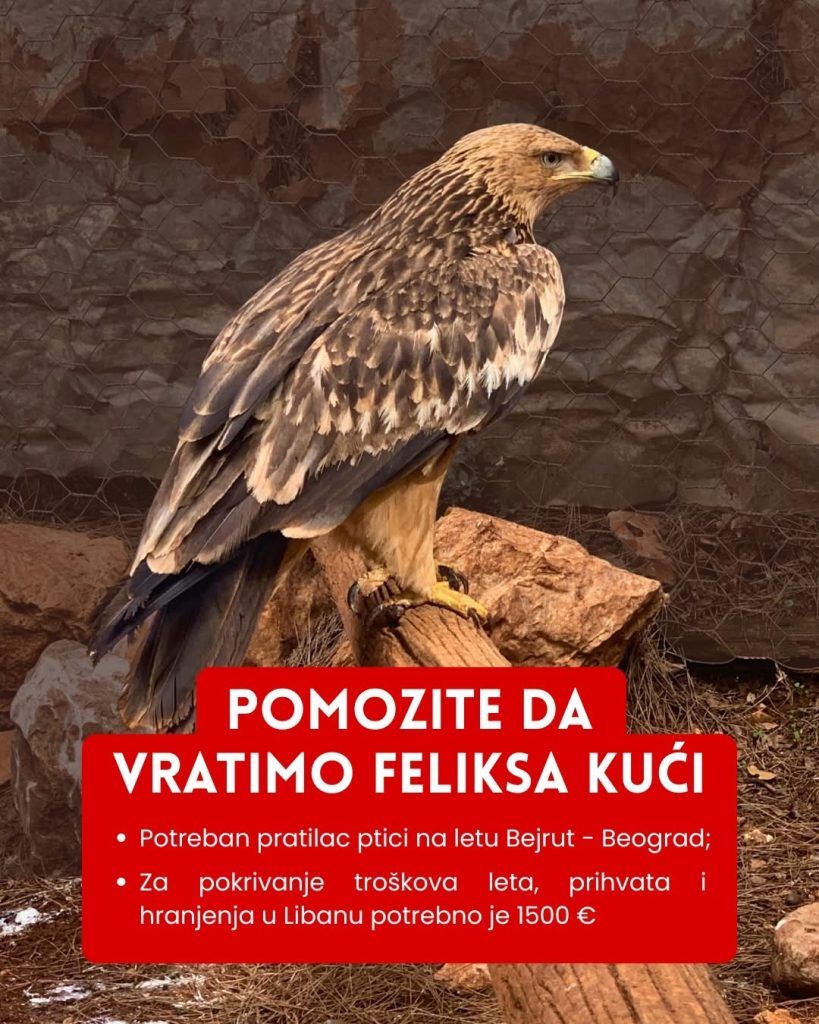 Kampanja pomozimo Feliksu da se vrati kući