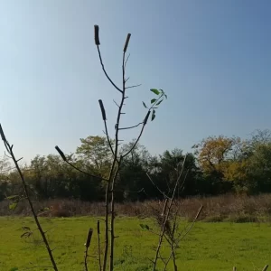 Lepljivi mamci za hvatanje ptica pevačica.