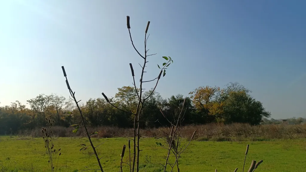 Lepljivi mamci za hvatanje ptica pevačica.