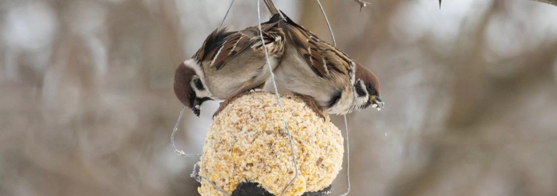 Ptice moje hranilice vrabac
