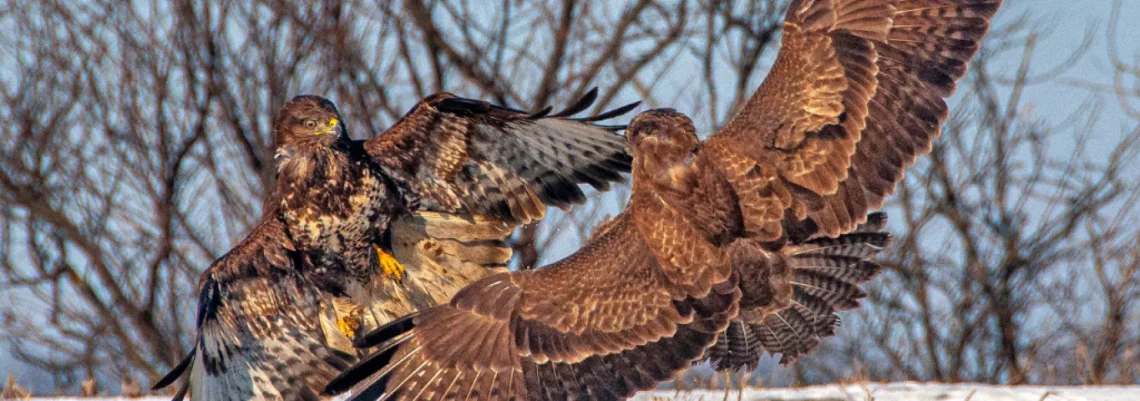 Belorepan je i ove godine ubedljivo najčešći orao sa 241 zabeleženom jedinkom.