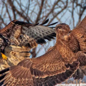 Belorepan je i ove godine ubedljivo najčešći orao sa 241 zabeleženom jedinkom.