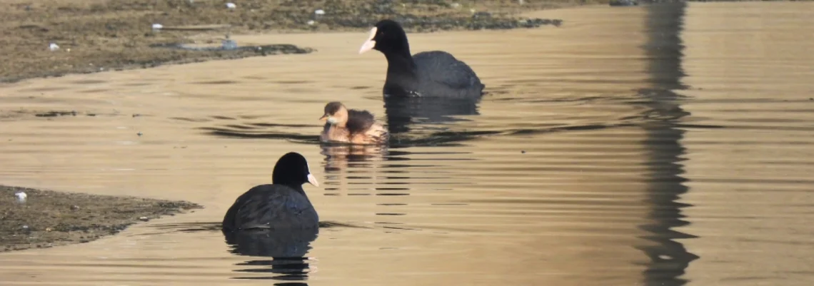 Zimski popis ptica 2026.