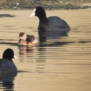 Zimski popis ptica 2026.