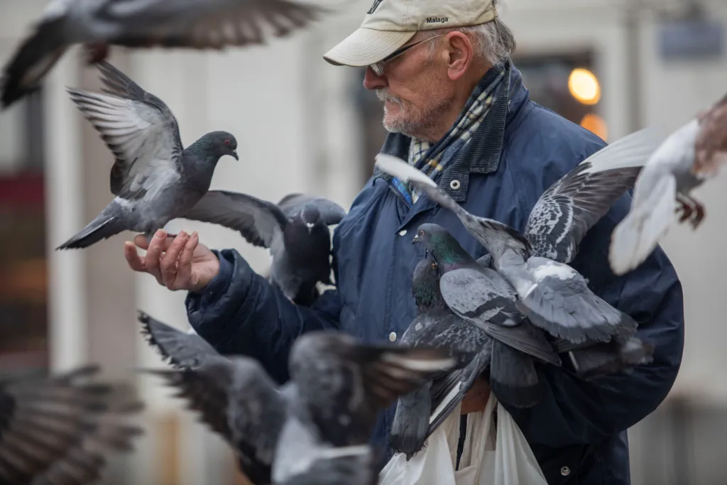 Divlji golub (Columba livia f. domestica), foto: Saša Džambić
