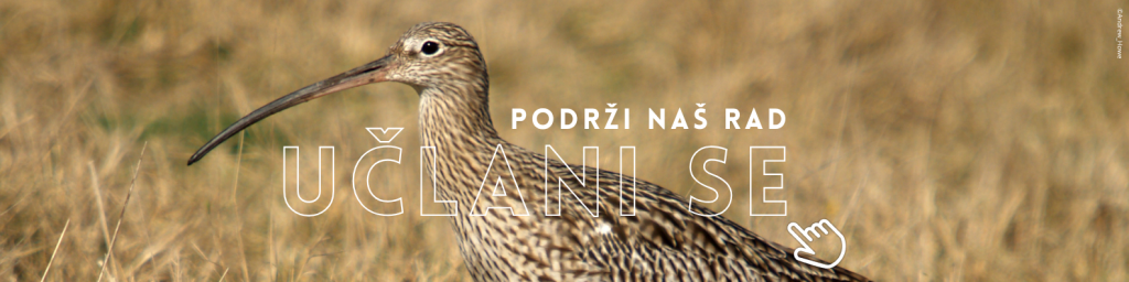 Carske šljuke u Srbiji su zabeležene u tri vrste