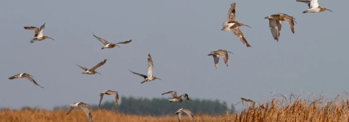 Carske šljuke su jedne od najugroženijih ptica sveta