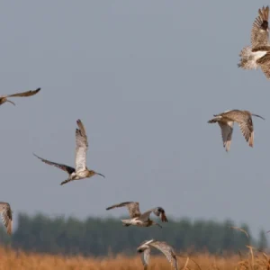 Carske šljuke su jedne od najugroženijih ptica sveta