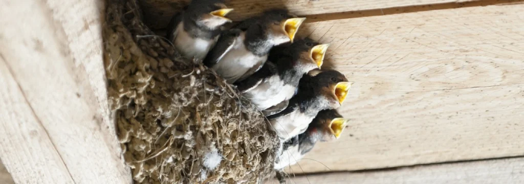 Domaćinstvo koje su izabrale laste za svije gnezdo sa pet gladnih ptića ispod drvene tavanice.