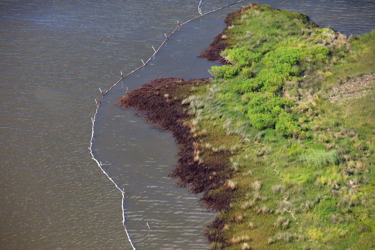 bioraznovrsnost opada, gubitak bioraznovrsnosti, biodiverzitet, wwf srbija, održivo poslovanje, ekosistemi, prirodni resursi, klimatske promene, ekofeminizam, zaštita prirode