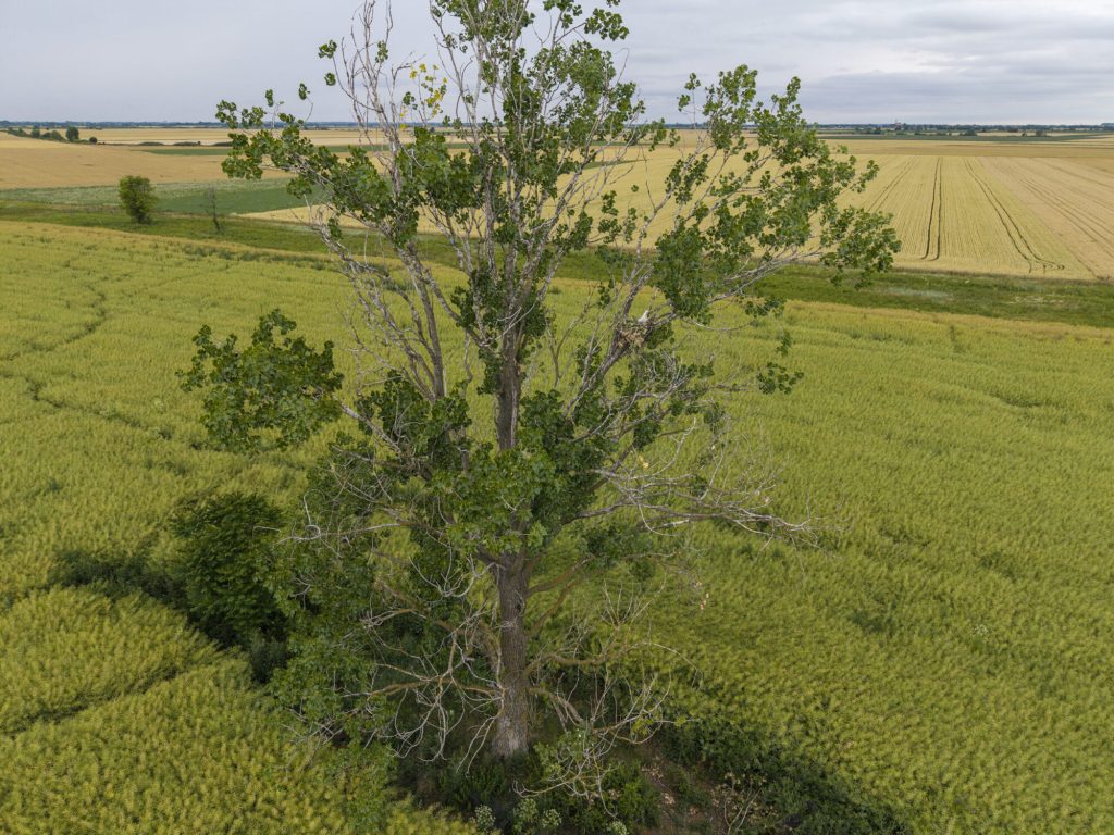 Decenija zaštite krstaša: od jednog para do rekordne sezone 2 Decenija zaštite krstaša: Mladi krstaši (Aquila heliaca), foto: Nenad Mihajlović