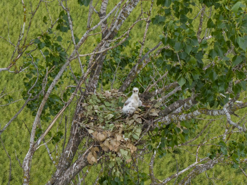 Decenija zaštite krstaša: od jednog para do rekordne sezone 3 Decenija zaštite krstaša: Mladi krstaši (Aquila heliaca), foto: Nenad Mihajlović