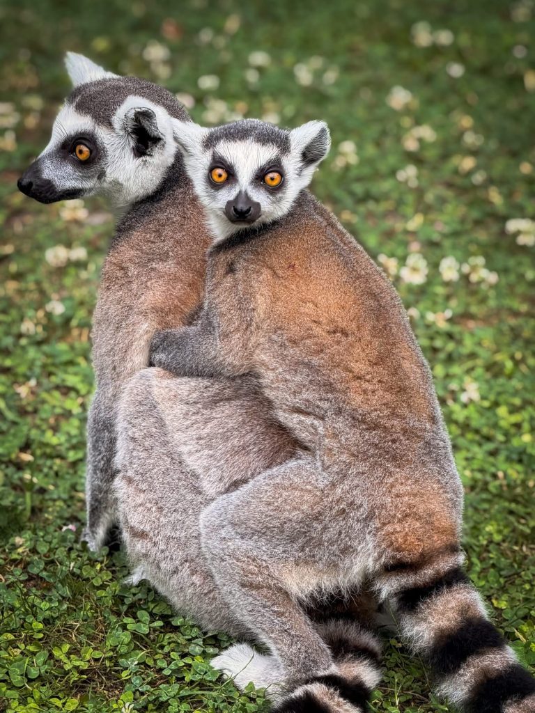 Lemuri: Palić dobio četvoro mladunaca, imena biraju građani 2 Lemuri su ponovo glavna atrakcija Zoološkog vrta na Paliću.Foto:Zoovrt Palić