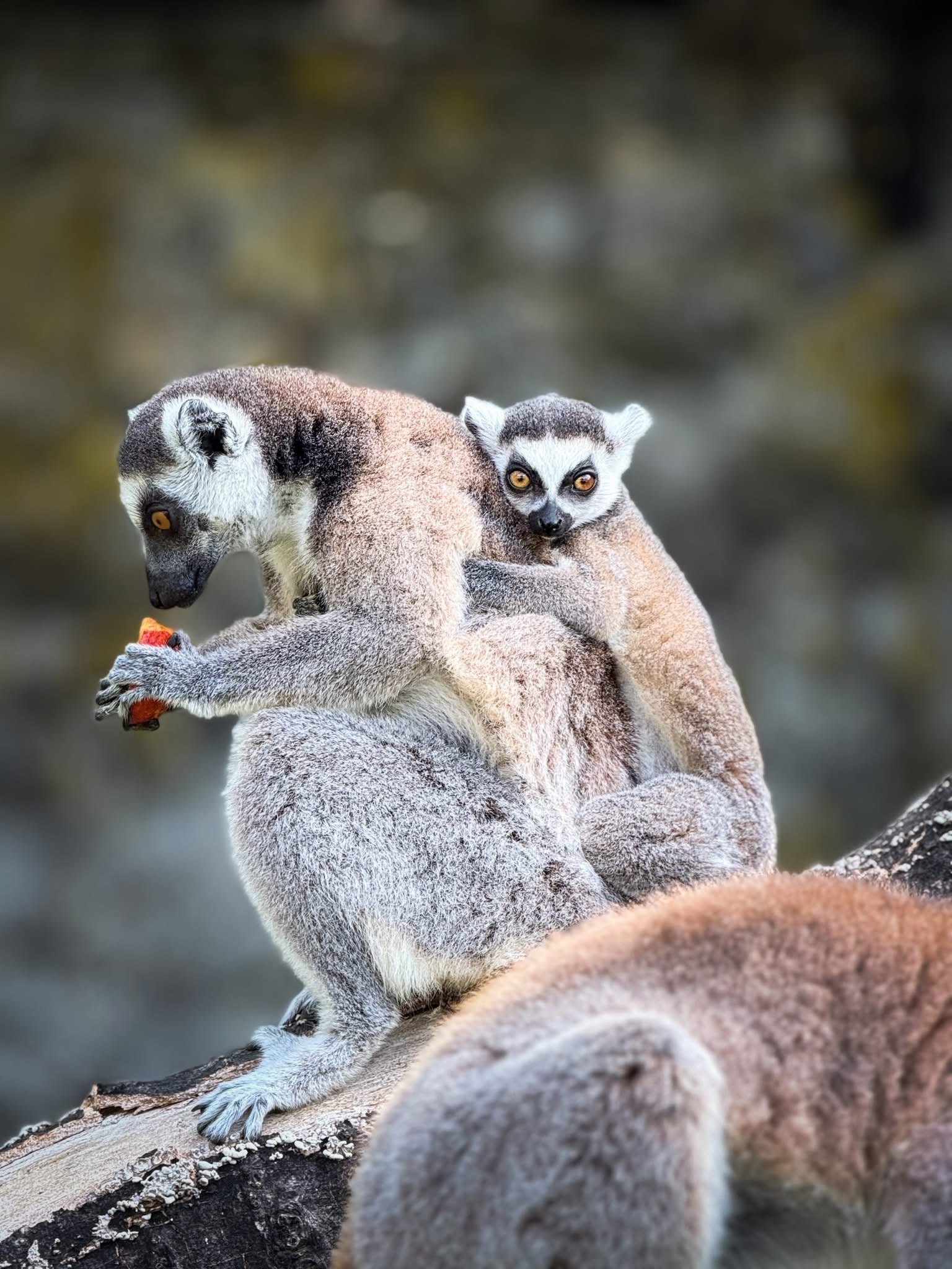 Lemuri nova atrakcija Zoovrta Palić: Foto Zoovrt Palić