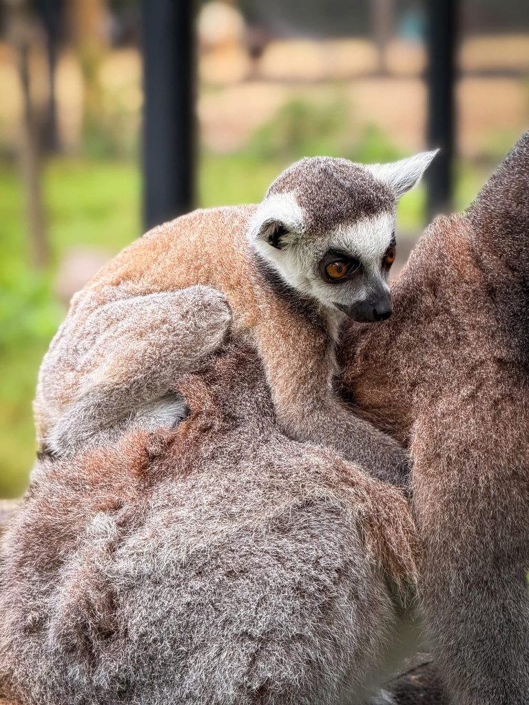 Lemuri: Palić dobio četvoro mladunaca, imena biraju građani 3 Lemuri u Zoovrt Palić. Foto: Zoovrt Palić