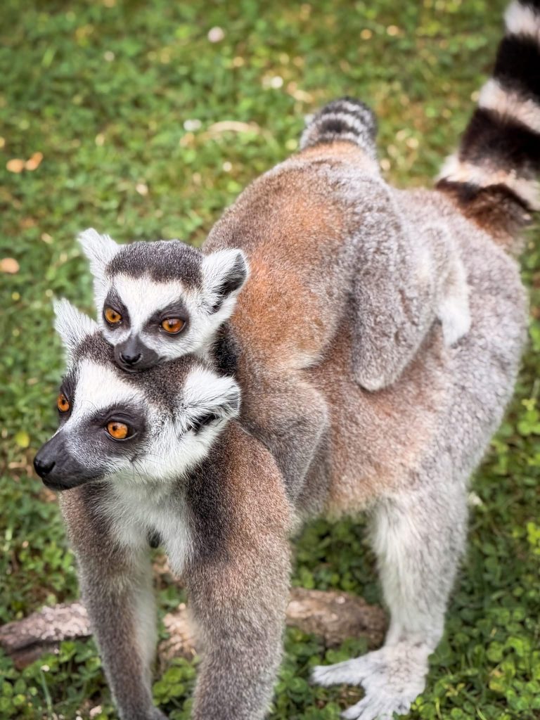 Lemuri: Palić dobio četvoro mladunaca, imena biraju građani 4 Lemuri su ponovo glavna atrakcija Zoološkog vrta na Paliću.Foto:Zoovrt Palić