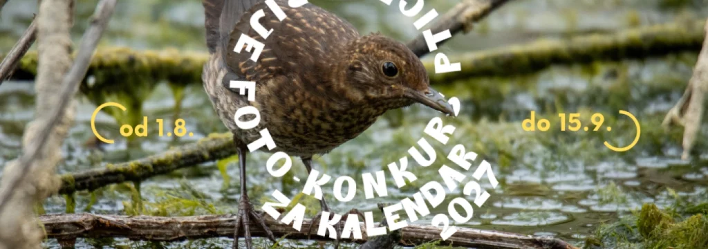 Foto konkurs Ptice Srbije: osvoji nagrade i uđi u kalendar 1 foto-konkurs „Ptice Srbije“
