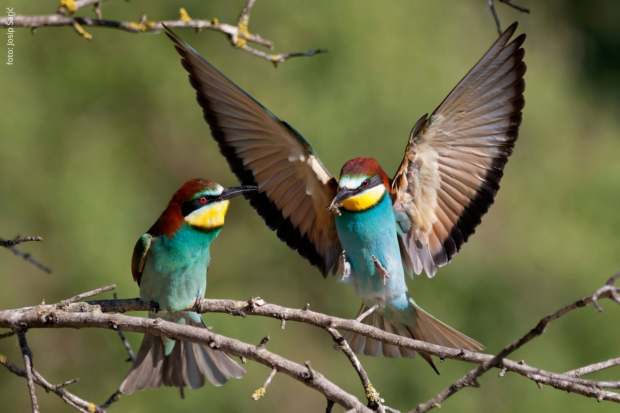 Koje sve vrsta ptica selica nestaje? Foto: Katarina Paunović