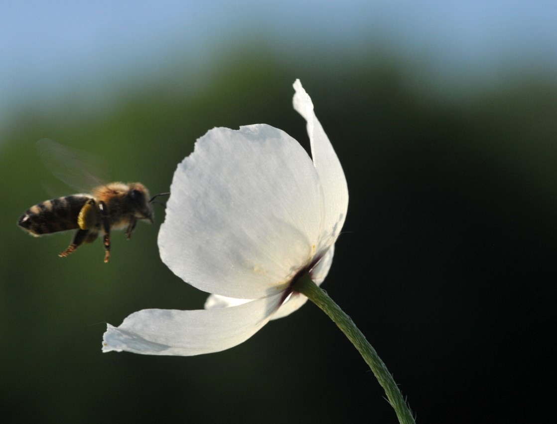 Zapadnog Balkana 2030:A bee Credit IUCN
