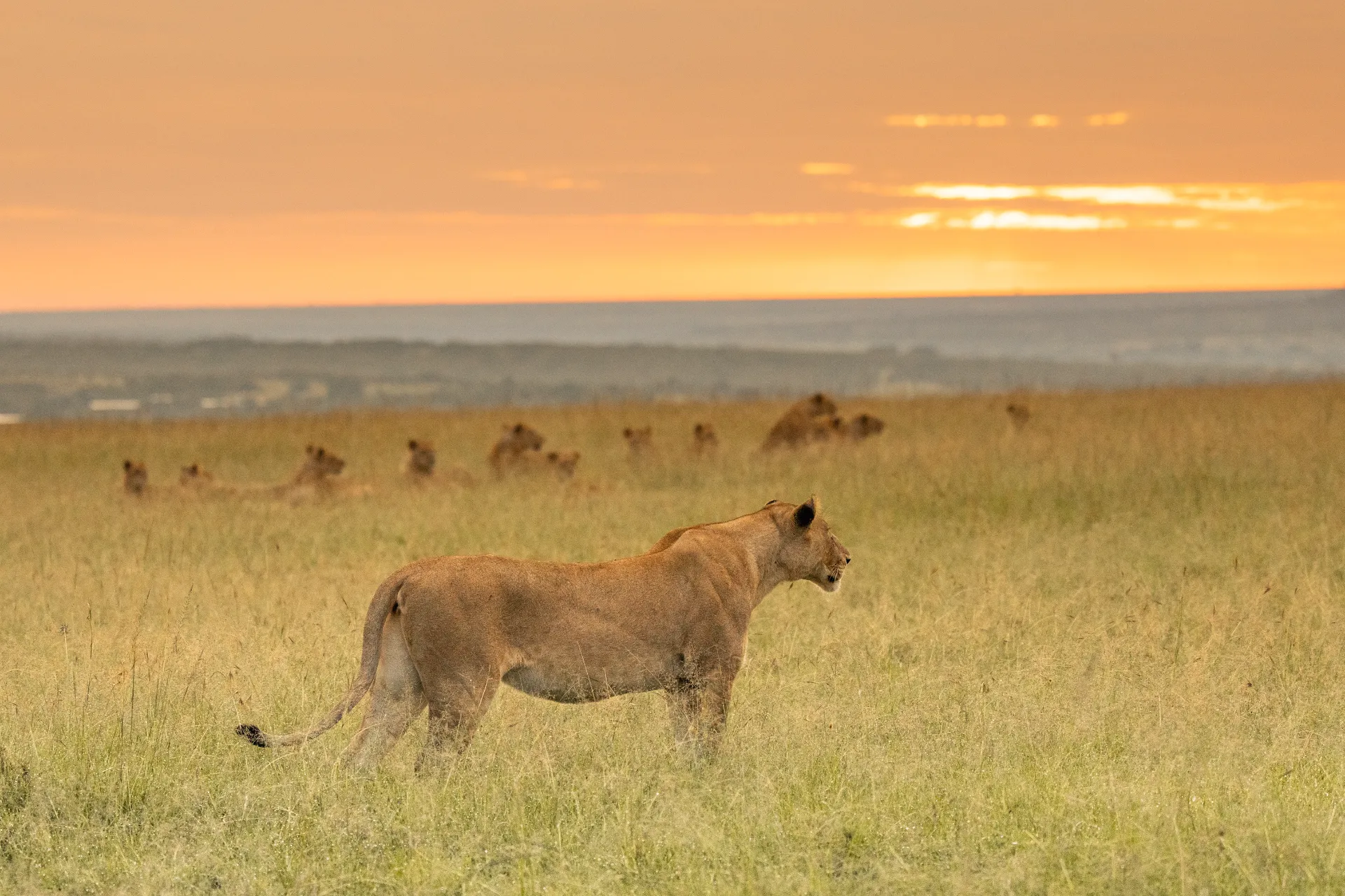 Afrika